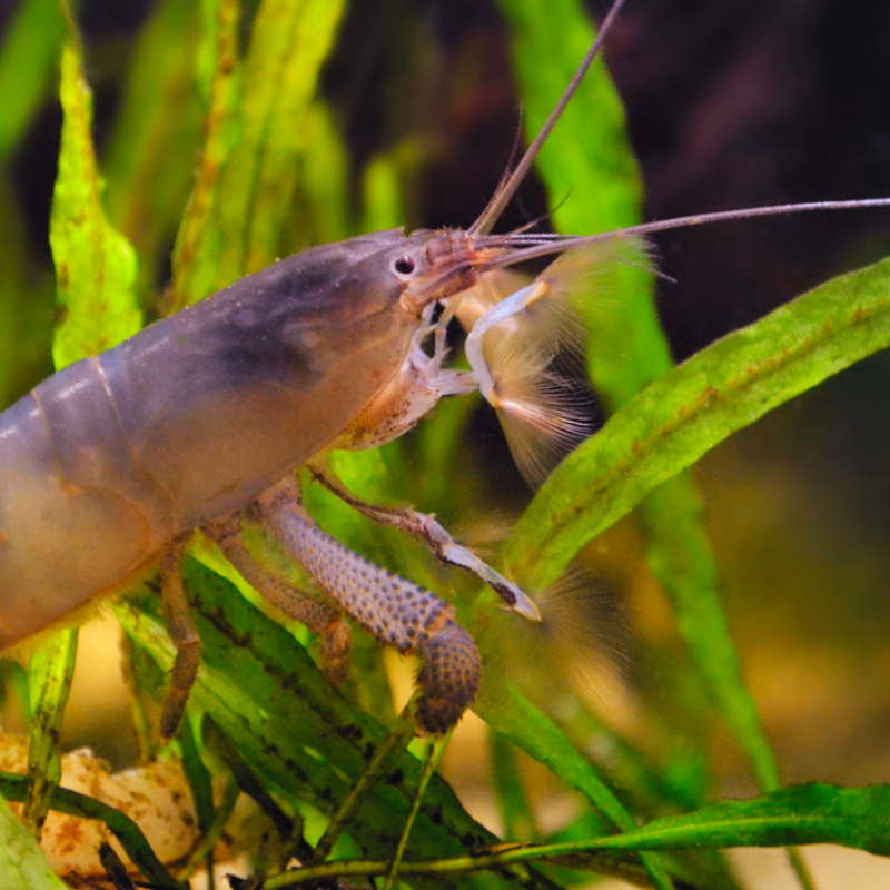 Click to view product details and reviews for Cameroon Armoured Fan Shrimp.
