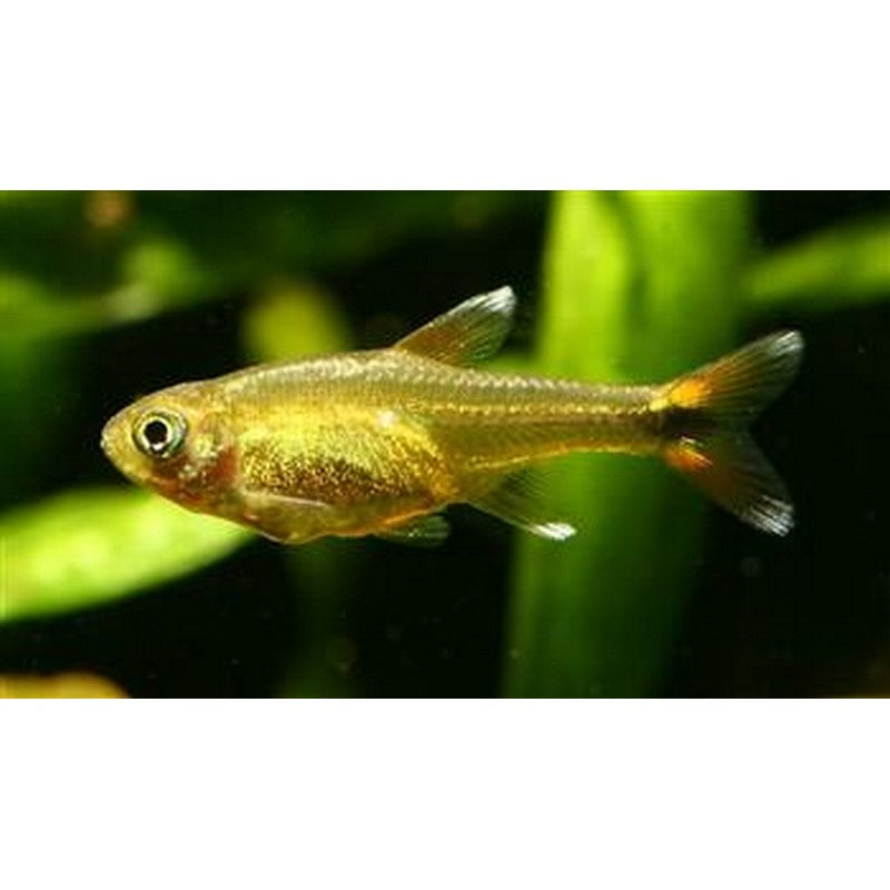 Silvertip Tetra
