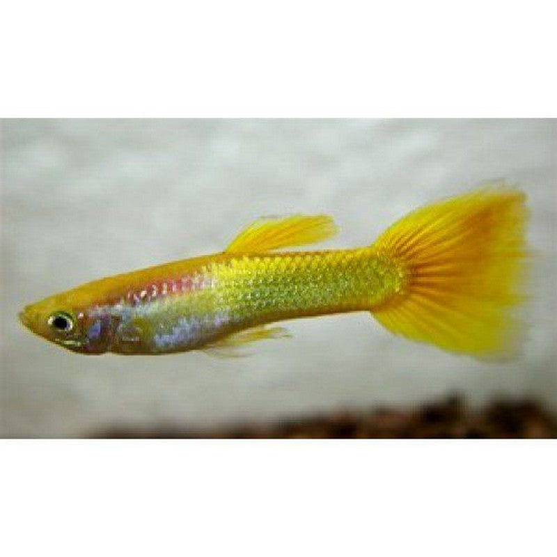 Male Golden Guppy