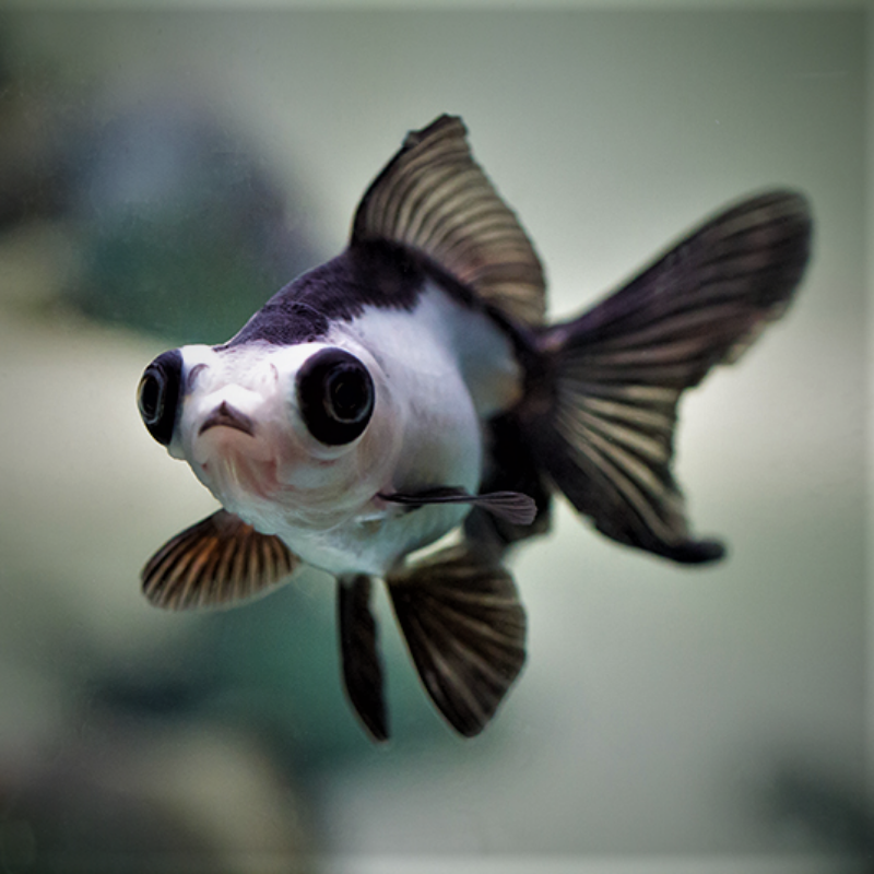 Panda Moor Goldfish 1-2"