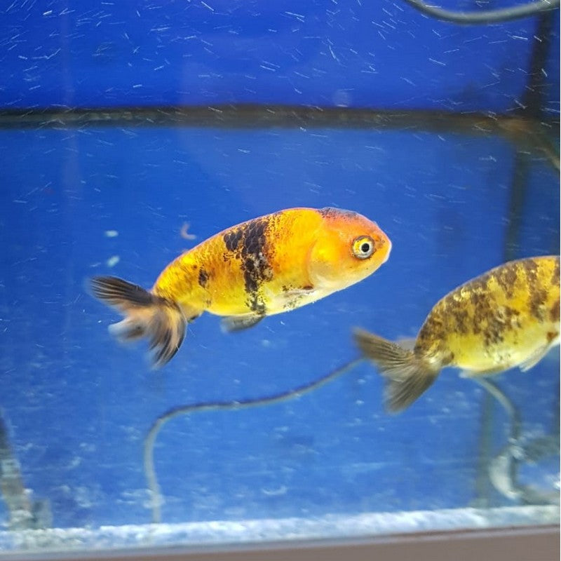 Click to view product details and reviews for Calico Ranchu Fancy Goldfish.