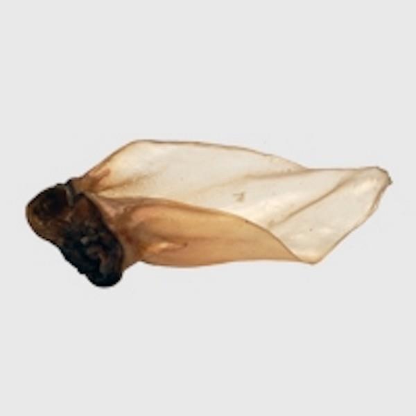 Buffalo Large Ear (with meat) - PK 50 - 121400
