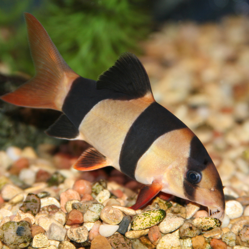 Click to view product details and reviews for Clown Loach Small 2 3.