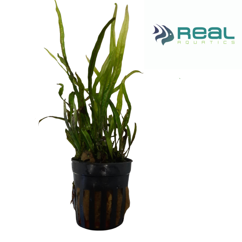 Microsorum Pteropus Trident Live Plant Potted
