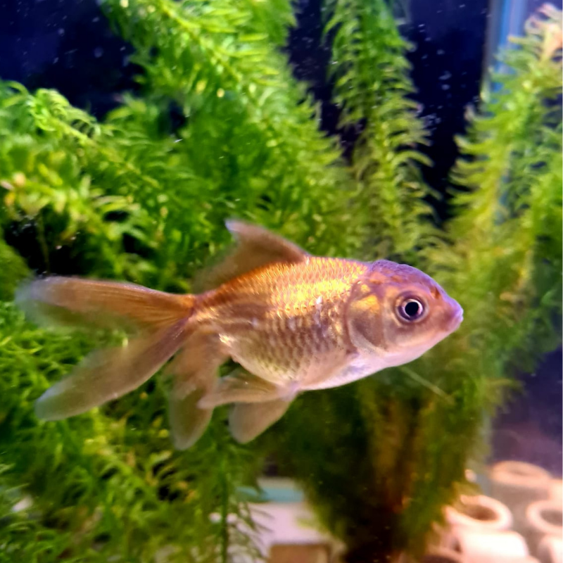 Click to view product details and reviews for Chocolate Oranda Goldfish 3 4.