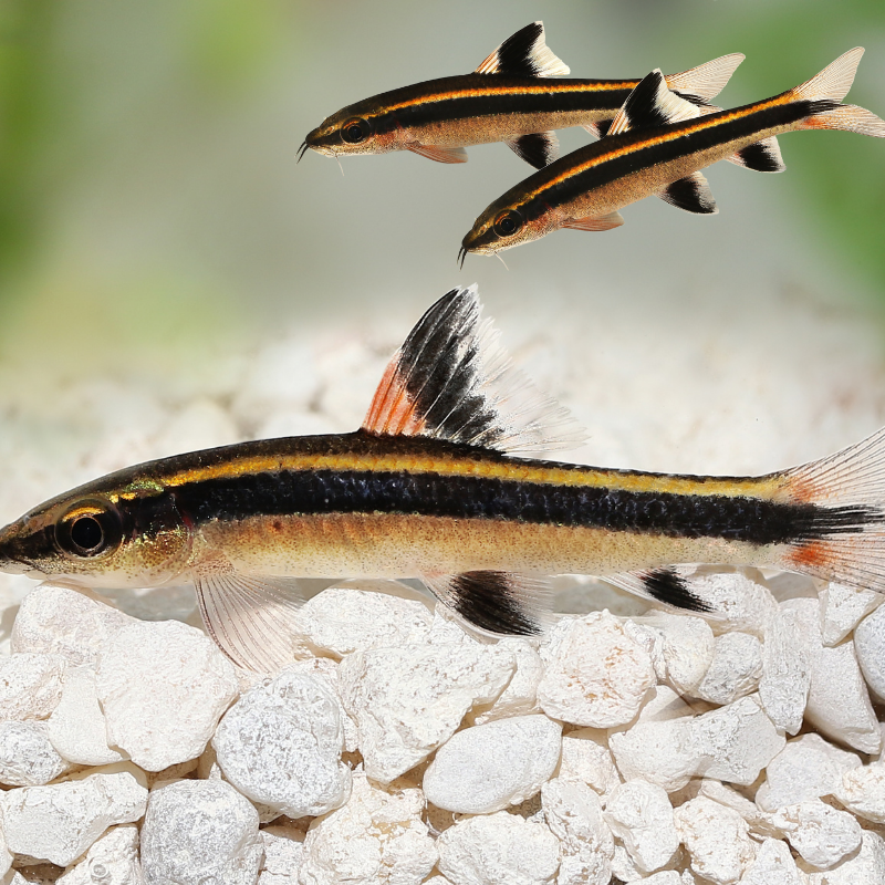 Flying Fox - Vibrant Aquarium Fish | Cazaar