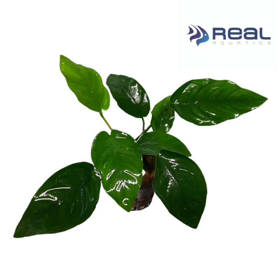 Anubias Barteri Nana Live Plant Bunched