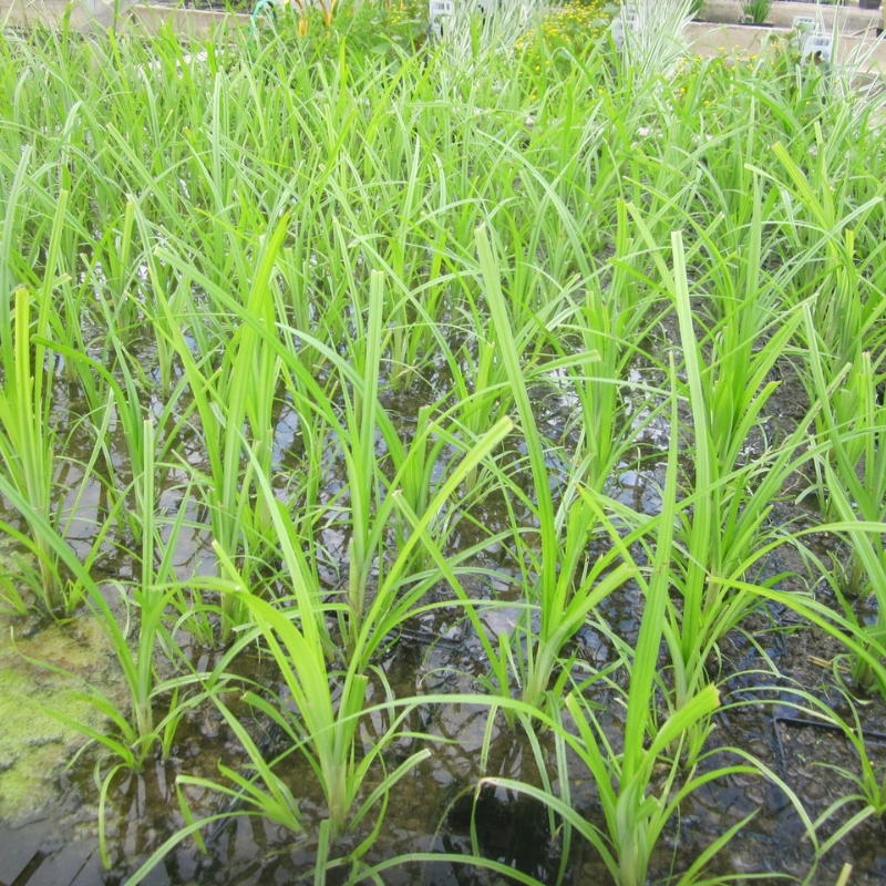 Cyperus Papyrus Egyptian Paper Rush 3 Litre