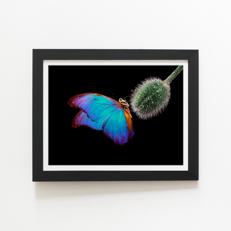 Click to view product details and reviews for Bright Butterfly On A Poppy Bud Art Prints 8 X 10 Black Frame.