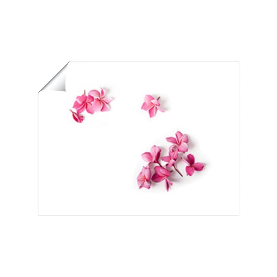 Pink Frangipani Flowers Art Prints