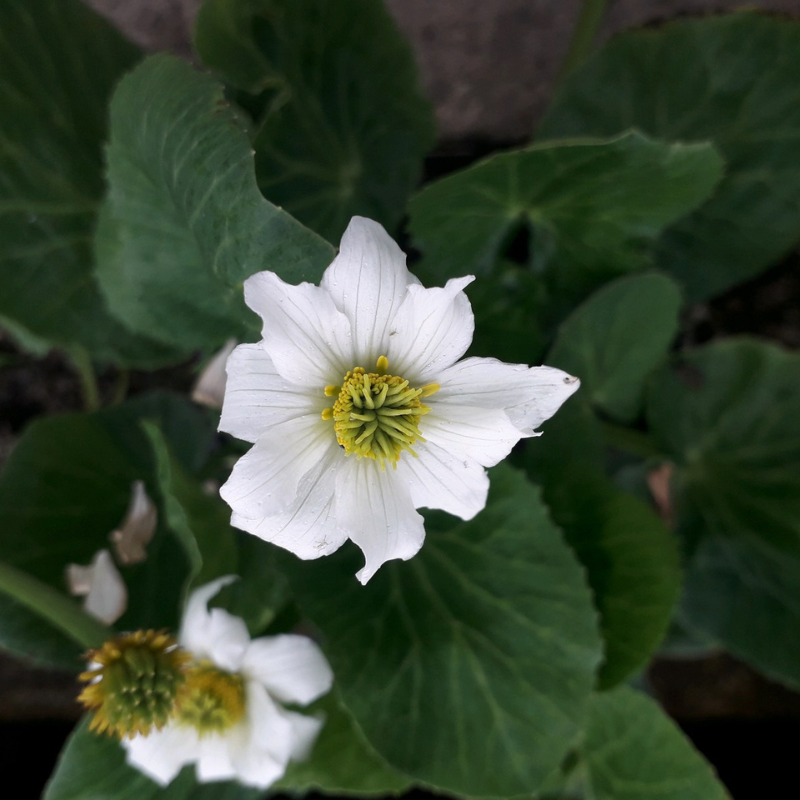 Caltha Leptosepala White Broadleaved Marsh Marigold