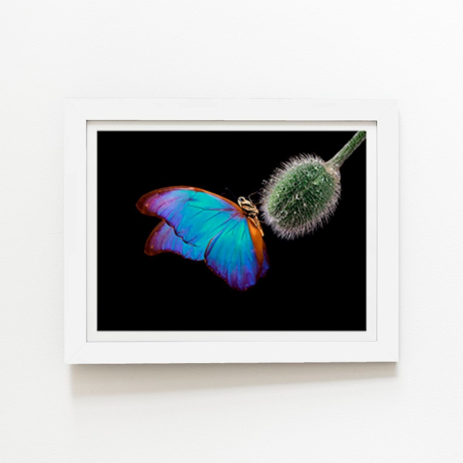 Bright Butterfly On A Poppy Bud Art Prints 20 X 30 No Frame