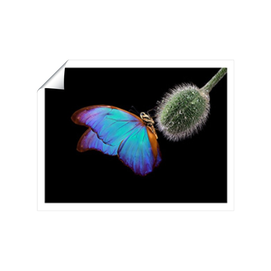 Click to view product details and reviews for Bright Butterfly On A Poppy Bud Art Prints 8 X 10 No Frame.