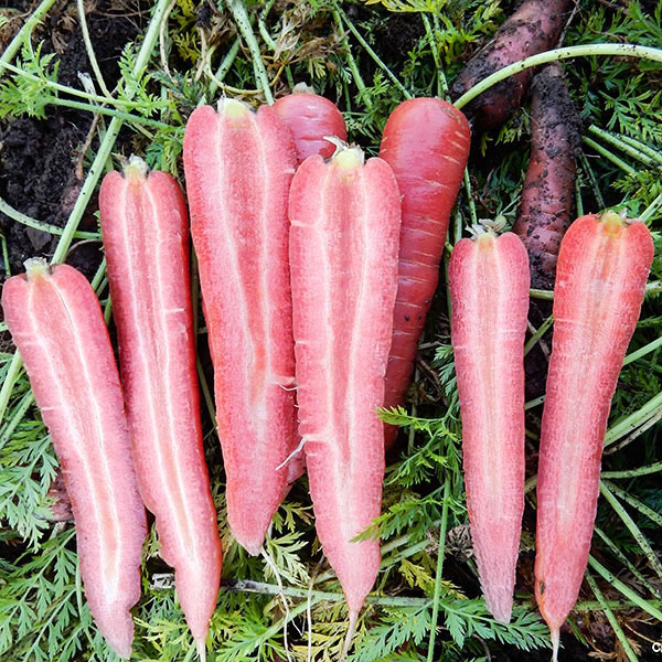 Click to view product details and reviews for Carrot Salad Seeds Grow Your Own Rubyprince.