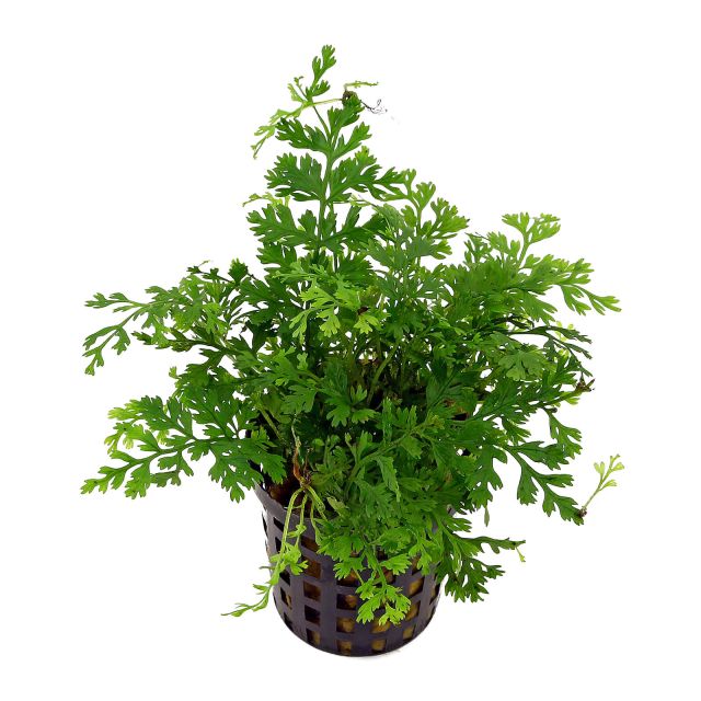 Bolbitis heteroclita "difformis" Live Tropical Plant Single