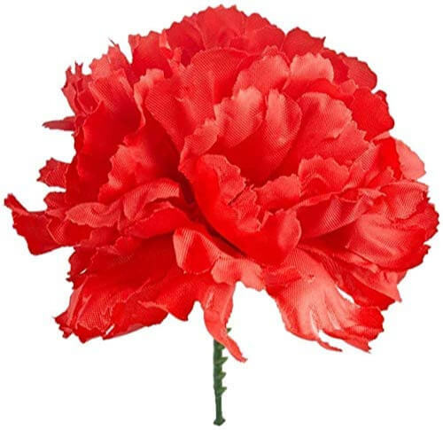 Red Carnation Flower