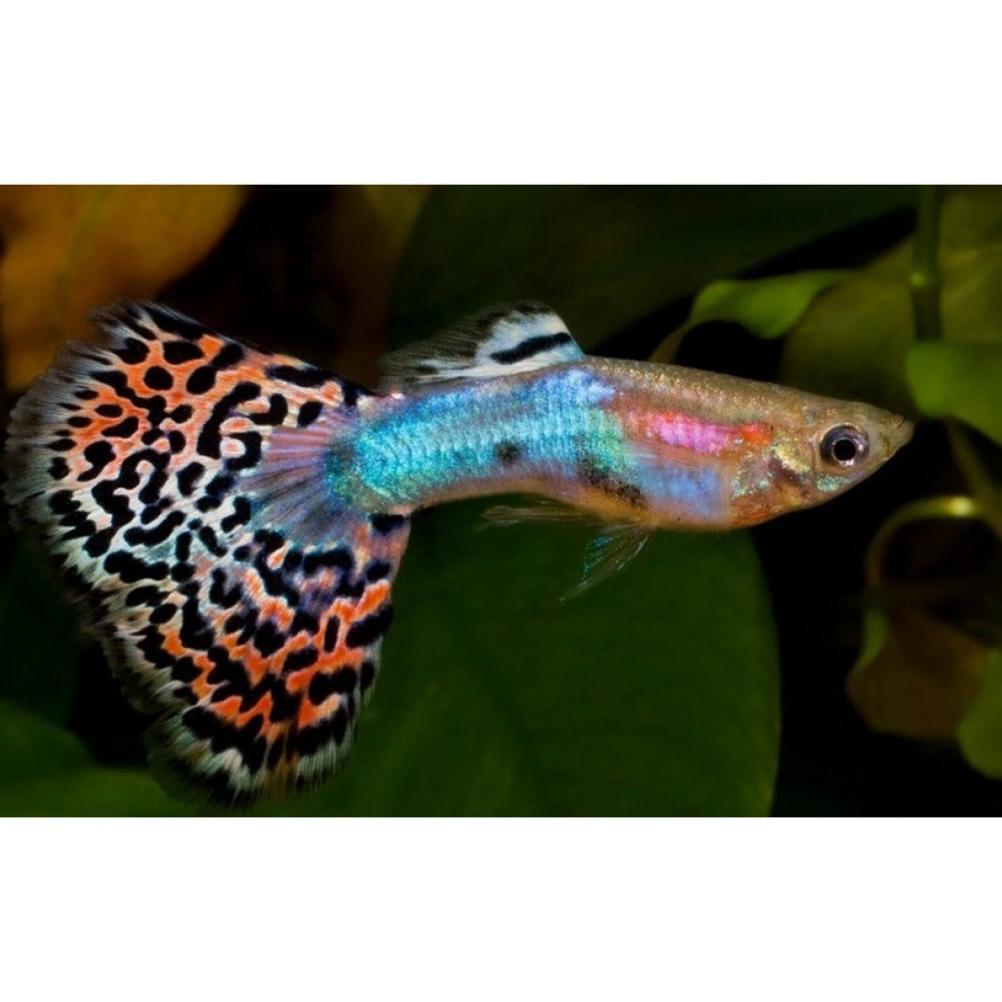 Rainbow Male Guppy
