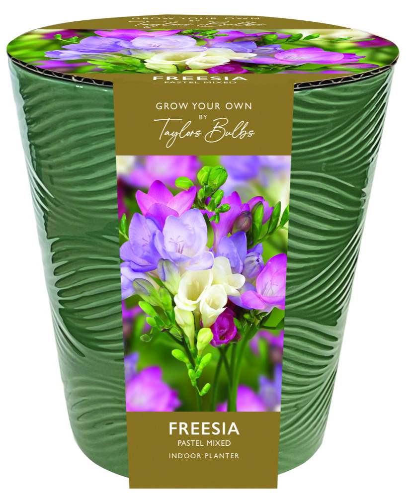 Grow Your Own Bulb Freesia Indoor Planter Ceramic Pot Mothers Day Gift Mixed