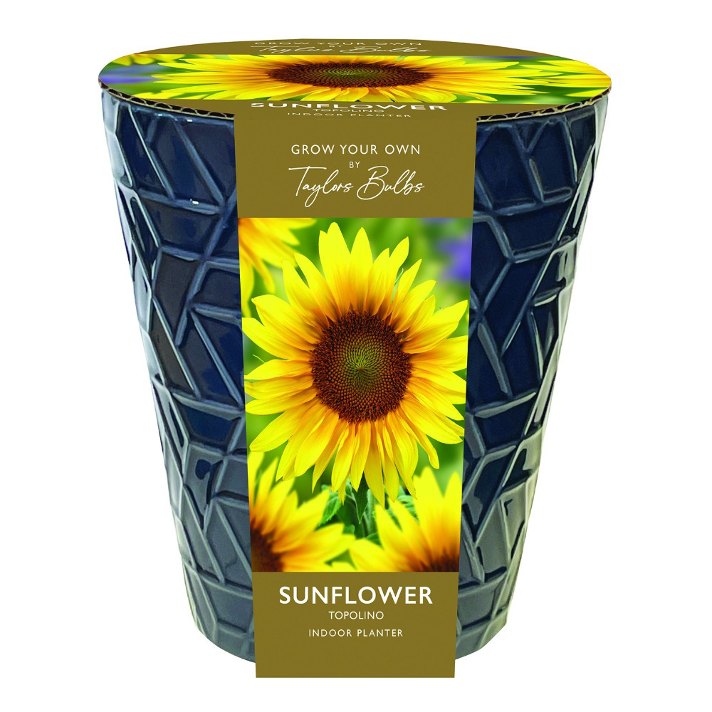 Grow Your Own Sunflowers Indoor Planter Ceramic Pot Seeds Mothers Day Gift GYO