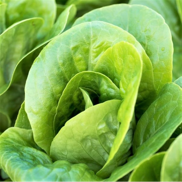 Lettuce Salad Seeds Little Gem Grow Your Own Vegetable Garden - Seed Pantry