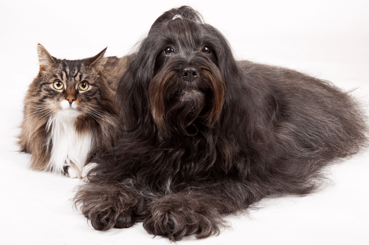 Pet Products