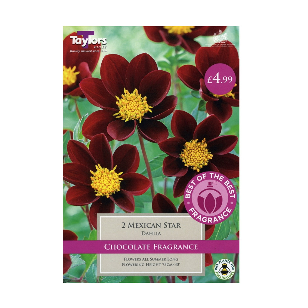 Summer Flower Bulbs Dahlia Mexican Star Garden Bedding Outdoor Colourful Plant