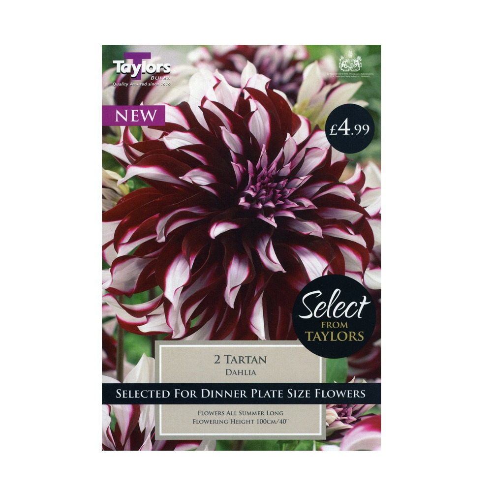 Summer Flower Bulbs Dahlia Tartan Large Garden Bedding Outdoor Colourful Plant