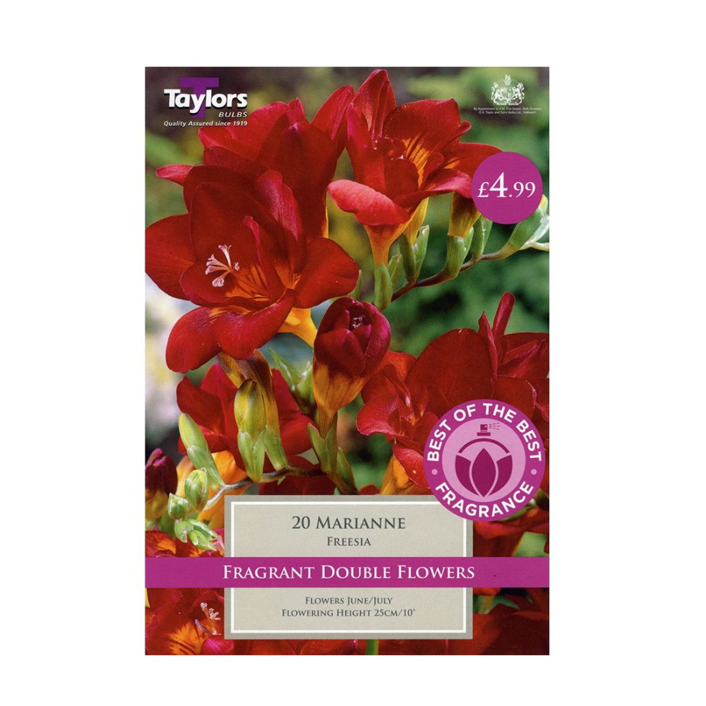 Summer Flower Bulbs Marianne Freesia Garden Outdoor Colourful Fragrant Plant